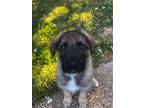 Adopt Taro a Tricolor (Tan/Brown & Black & White) German Shepherd Dog / Akita /