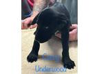Adopt Carry Underwood a Labrador Retriever / Mixed dog in St.