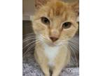 Adopt Cantaloupe a Orange or Red Tabby Domestic Shorthair (short coat) cat in