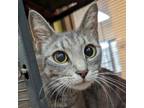 Adopt Lady Luck a Gray or Blue Domestic Shorthair / Mixed cat in Lynchburg