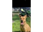 Adopt Lani a Tan/Yellow/Fawn Staffordshire Bull Terrier / Mixed dog in