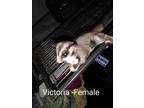 Adopt Victoria (bonded to Liam and Sophia) a Sugar Glider small animal in