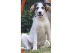 Adopt Muñeca a White - with Brown or Chocolate Great Pyrenees / Mixed dog in