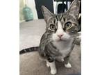 Adopt Corrine a Gray or Blue (Mostly) Domestic Shorthair (short coat) cat in San