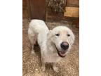 Adopt Cola a White Great Pyrenees / Mixed dog in Tulsa, OK (38894513)