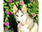 Adopt Raider a Siberian Husky / Mixed dog in Oklahoma City, OK (38894433)