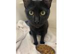 Adopt Lasagna a All Black Domestic Shorthair / Domestic Shorthair / Mixed cat in