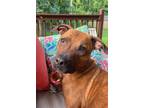 Adopt Brina a Brindle Boxer / Pit Bull Terrier / Mixed dog in Sharon Center