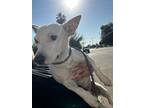 Adopt Gizelle a White Terrier (Unknown Type, Small) / Mixed dog in Selma