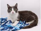 Adopt Flicker II a Gray or Blue Domestic Shorthair / Mixed cat in Muskegon