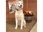 Adopt Siku a Tan/Yellow/Fawn Husky / Mixed dog in Joshua, TX (38888780)