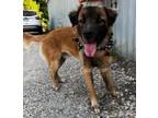 Adopt Jager a Red/Golden/Orange/Chestnut Shepherd (Unknown Type) / Mixed dog in