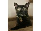 Adopt Uma Purrman a Tortoiseshell Domestic Shorthair (short coat) cat in
