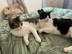 Adopt ZELDA & ZORRO a Black & White or Tuxedo Domestic Shorthair (short coat)