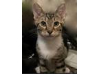 Adopt Marrone a Brown Tabby Domestic Shorthair (short coat) cat in Greensburg