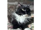 Adopt Thunder a Domestic Shorthair / Mixed cat in Spokane Valley, WA (38894109)