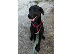 Adopt Lucky a Black Labrador Retriever / Mixed dog in Kellogg, ID (38894000)