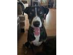 Adopt Chinook a Black - with Tan, Yellow or Fawn Husky / Mixed dog in Kellogg