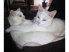Adopt Spirit and Angel a White Domestic Shorthair (short coat) cat in Carlsbad
