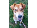 Adopt Acuro a Red/Golden/Orange/Chestnut Mixed Breed (Medium) / Mixed dog in