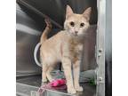 Adopt Sage a Tan or Fawn Tabby Domestic Shorthair / Mixed cat in Gainesville