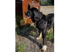 Adopt Lady Pepper a Black - with White Newfoundland / Mixed dog in Kellogg