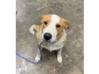 Adopt Orchid a Mixed Breed (Medium) / Mixed dog in Jonesboro, AR (38893784)