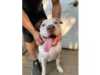 Adopt Gorgeous Gigi a White - with Brown or Chocolate Pit Bull Terrier / Pit