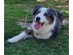 Adopt 0345 Sky a Australian Shepherd / Mixed dog in Ringwood, IL (38893729)