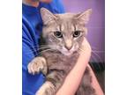Adopt Snow a Gray or Blue Domestic Shorthair (short coat) cat in House Springs