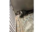 Adopt Rocket a Gray or Blue Domestic Shorthair / Domestic Shorthair / Mixed cat