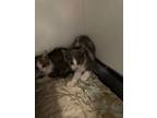 Adopt Drax a Gray or Blue Domestic Shorthair / Domestic Shorthair / Mixed cat in