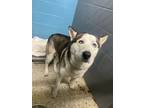 Adopt Nanook a White - with Gray or Silver Siberian Husky / Mixed dog in