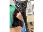 Adopt Lolly a All Black Domestic Shorthair / Domestic Shorthair / Mixed cat in