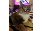 Adopt Georgia a Brown Tabby Domestic Shorthair / Mixed (short coat) cat in