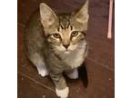 Adopt SCOUT a Tiger Striped Tabby / Mixed (short coat) cat in San Antonio