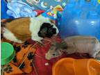 Adopt Fig a Guinea Pig (hairless coat) small animal in Crystal Lake