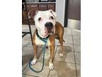 Adopt VICKY a Brown/Chocolate - with White Pit Bull Terrier / Mixed dog in Las