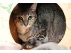 Adopt Laurie a Brown Tabby Domestic Shorthair (short coat) cat in House Springs
