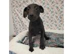 Adopt Vic a Black Labrador Retriever / Mixed dog in Garden, KS (38886336)