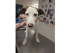 Adopt 53915976 a White Australian Cattle Dog / Mixed dog in Los Lunas