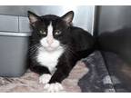 Adopt Carlos a Black & White or Tuxedo Domestic Shorthair (short coat) cat in