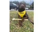 Adopt Dutch a Brown/Chocolate Labrador Retriever / Mixed dog in Greenwood