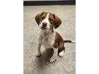 Adopt Deere a Tan/Yellow/Fawn Beagle / Mixed dog in Clearfield, PA (38892883)