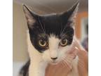 Adopt Olivia a White Domestic Shorthair / Mixed cat in St.Jacob, IL (38892877)