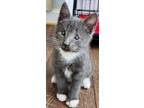 Adopt Eugene a Gray or Blue (Mostly) Domestic Shorthair (short coat) cat in