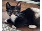 Adopt Imogene a Black & White or Tuxedo Domestic Shorthair (short coat) cat in