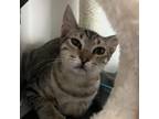 Adopt Bambino a Gray or Blue Domestic Shorthair / Mixed cat in Los Angeles