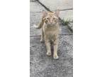 Adopt Owl a Orange or Red (Mostly) American Shorthair (short coat) cat in