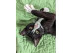 Adopt Oliver a Black & White or Tuxedo Domestic Shorthair (short coat) cat in
